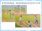 第4课 植物的生长变化  课件-2025-2026学年科学三年级下册冀人版