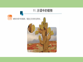 11.沙漠中的植物-课件 2025-2026学年苏教版三年级科学下册