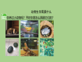 11 动物生存需要什么-课件 2025-2026学年苏教版二年级科学下册