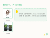 2025-2026学年人教鄂教版（新教材）小学科学三年级下册第二单元《4 播种发芽》教学课件