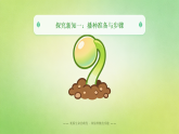 2025-2026学年人教鄂教版（新教材）小学科学三年级下册第二单元《4 播种发芽》教学课件