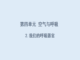 2026年春小学科学大象版（2024）三年级下册4.2我们的呼吸器官PPT课件