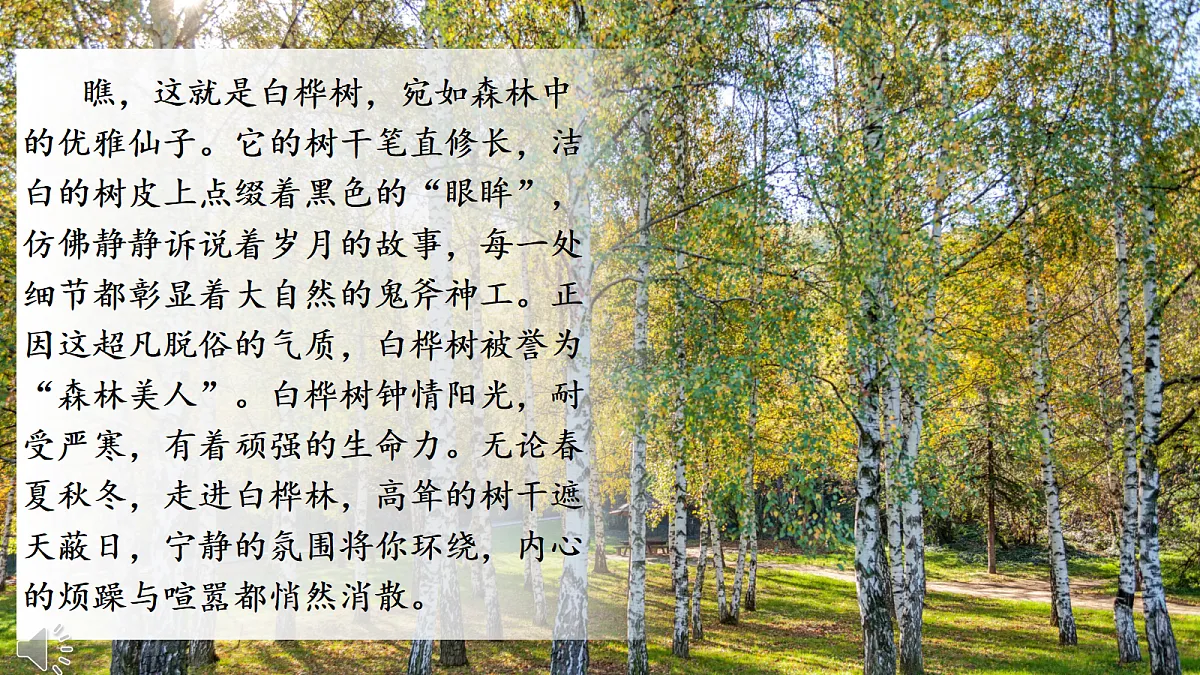 11 白桦第2页