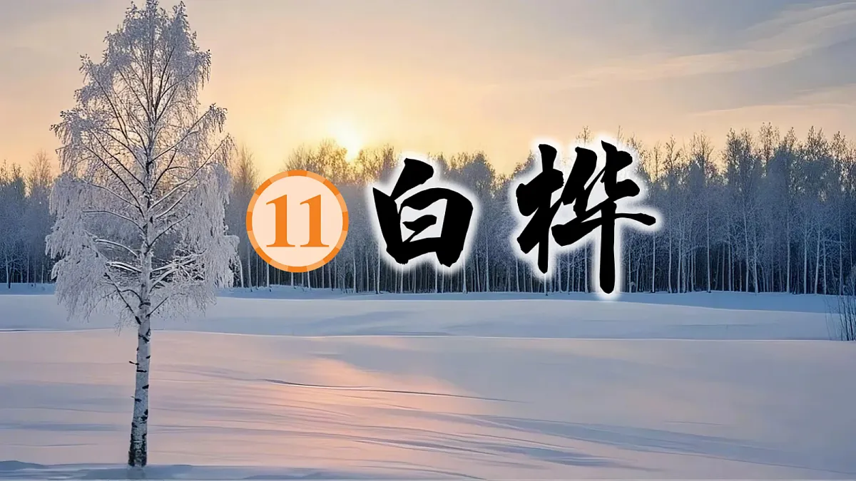 11 白桦第3页
