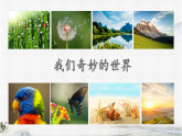 统编版语文三年级下册课件《24 我们奇妙的世界》
