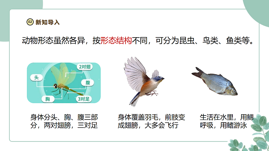教科版（2024）科学三年级下册2.1《不同种类的动物》课件第6页