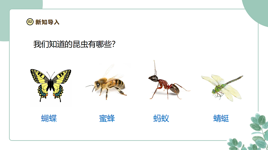 教科版（2024）科学三年级下册2.1《不同种类的动物》课件第7页