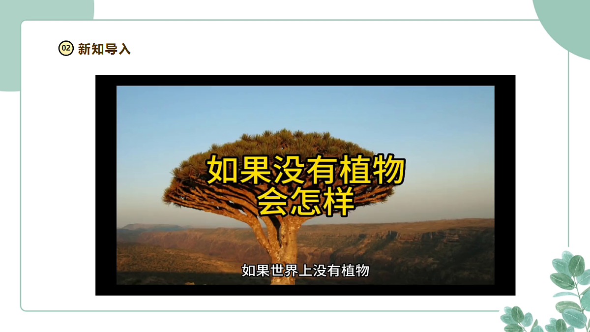大象版（2024）科学三年级下册2.1《家乡的植物资源》课件第4页