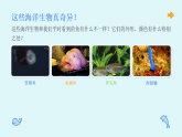 第三单元第一课《奇异的海洋生物》教学课件-2025-2026学年苏少版（新教材）小学美术三年级下册