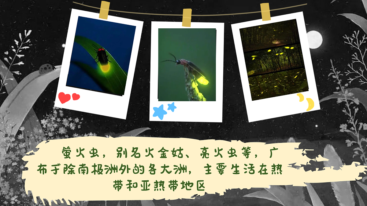 亮火虫PPT第5页