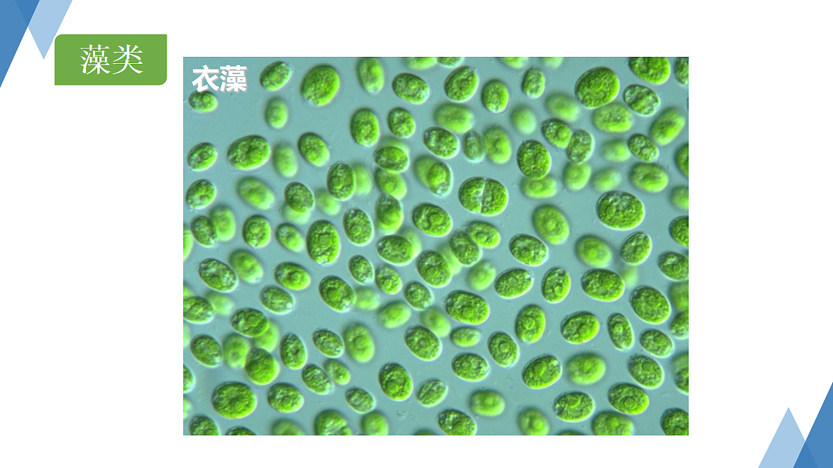 18061856第4页