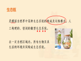 第二十章 第二节 生态系统的组成 课件 2025—2026学年《生物》八年级下册（北师大版）