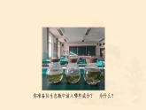 第二十章 第二节 生态系统的组成 课件 2025—2026学年《生物》八年级下册（北师大版）