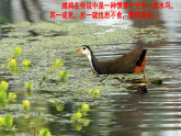 统编版语文八年级下册12 《诗经》二首课件