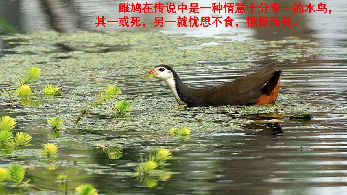 18075890第2页