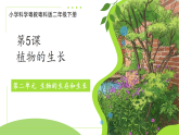 第5课 植物的生长 课件  小学科学粤教粤科版（2024）二年级下册课件