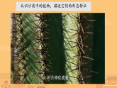 3.11 沙漠里的植物 课件（内嵌视频）-2025-2026学年科学三年级下册苏教版