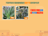 3.11 沙漠里的植物 课件（内嵌视频）-2025-2026学年科学三年级下册苏教版
