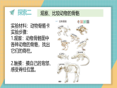 2.1.不同种类的动物（课件+素材）2025-2026学年教科版三年级科学下册