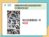 2.4.幼蚕在生长（课件+素材）2025-2026学年教科版三年级科学下册