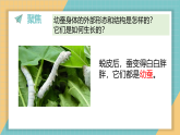 2.4.幼蚕在生长（课件+素材）2025-2026学年教科版三年级科学下册