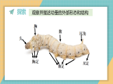 2.4.幼蚕在生长（课件+素材）2025-2026学年教科版三年级科学下册