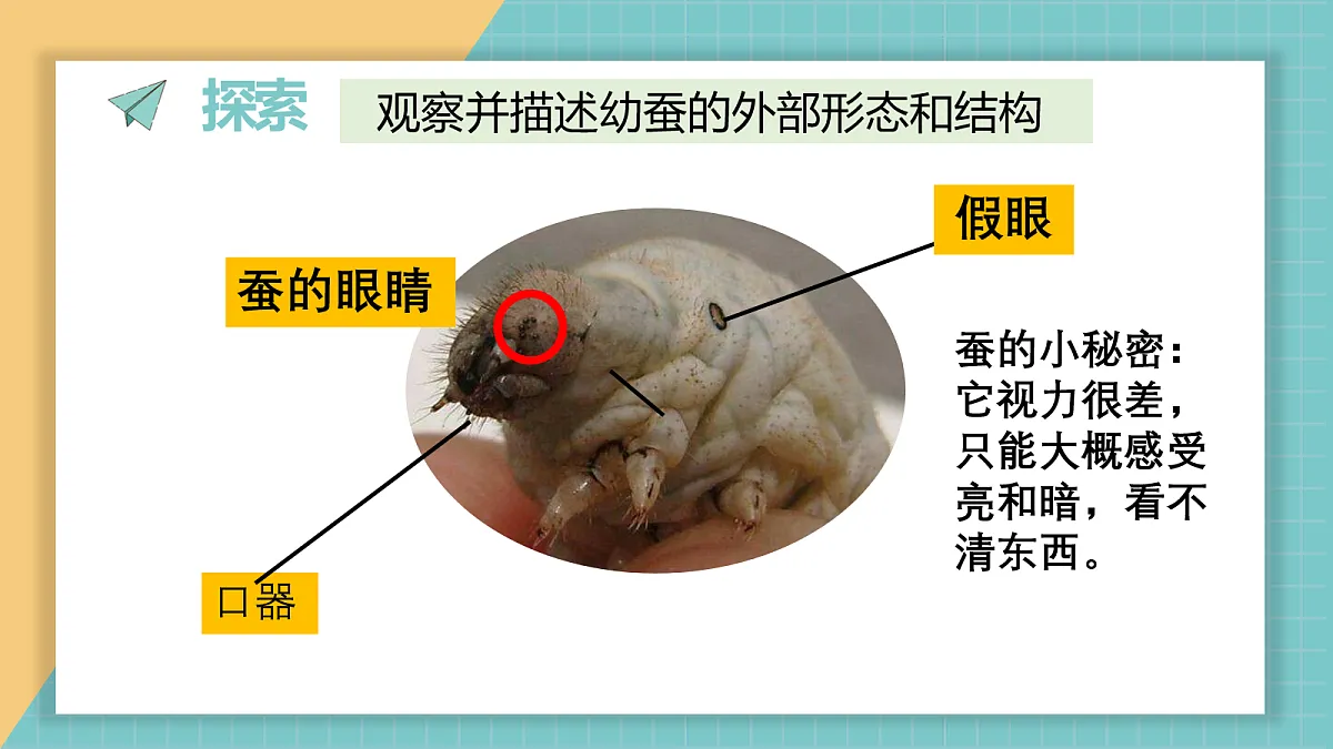 2.4《幼蚕在生长》第6页