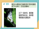 2.5.蚕变了新模样（课件+素材）2025-2026学年教科版三年级科学下册