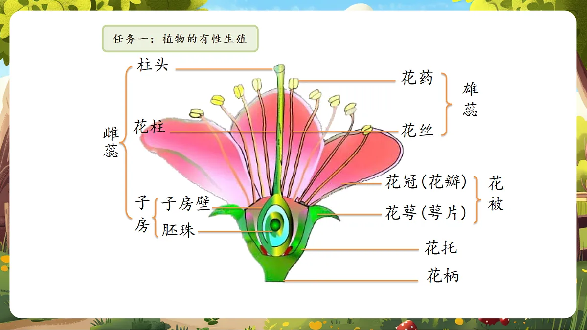 6.1.2 有性生殖 课件第8页