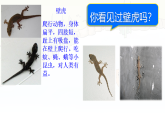 统编版一年级语文下册课件《阅读20 小壁虎借尾巴》