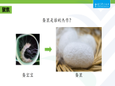 2.5 蚕变了新模样(课件) 2025-2026学年教科版三年级科学下册