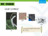 2.3 迎接蚕宝宝的到来(课件) 2025-2026学年教科版三年级科学下册