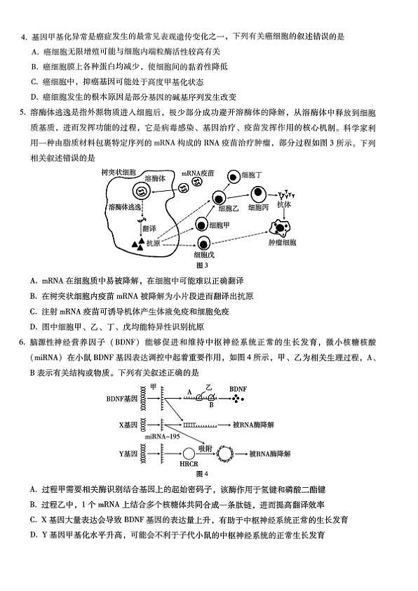 巴蜀中学2026届高考适应性月考卷（七）生物第2页