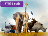 教科版三年级科学下册二单元第1节《不同种类的动物》课件