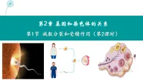 人教版 (2019)必修2《遗传与进化》减数分裂和受精作用教课内容课件ppt