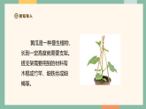 大象版（2024）科学三年级下册2.3《茎和叶的生长》课件
