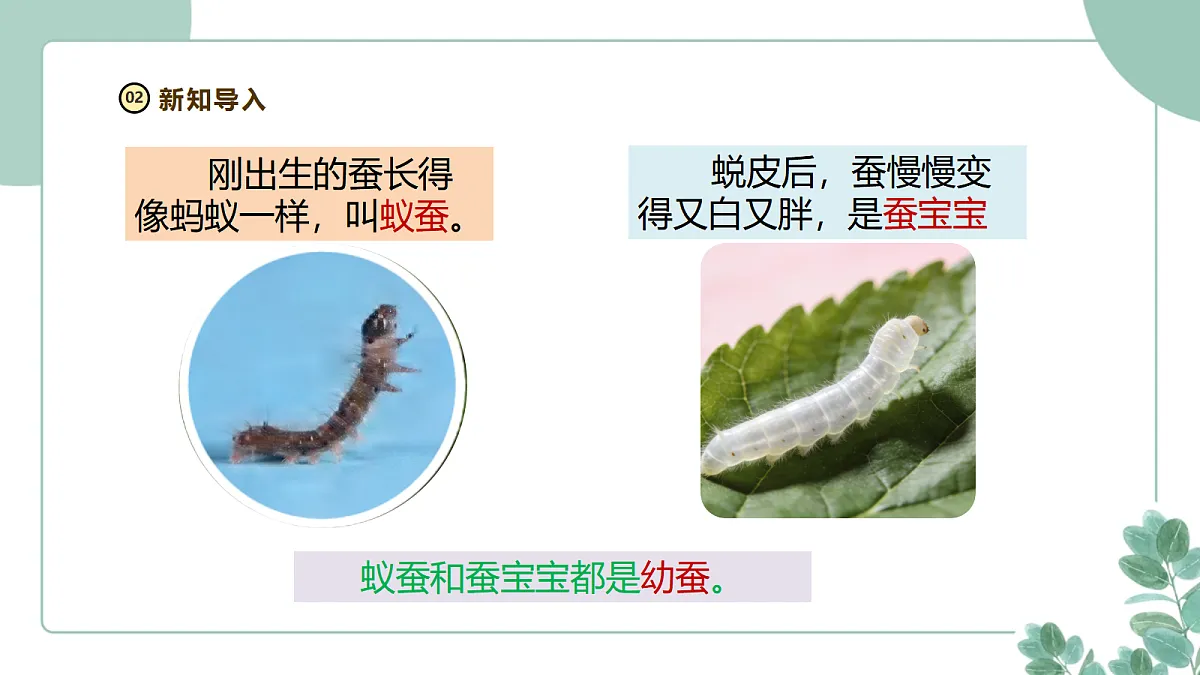 教科版（2024）科学三年级下册2.4《幼蚕在生长》课件第4页