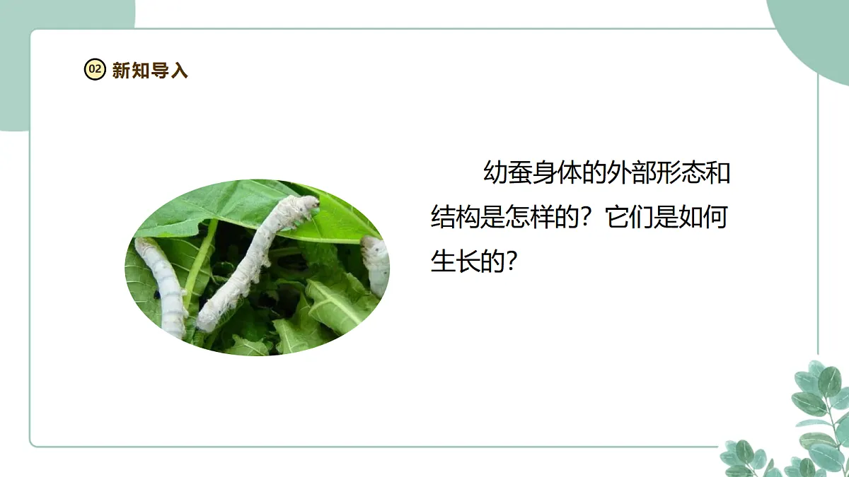 教科版（2024）科学三年级下册2.4《幼蚕在生长》课件第5页