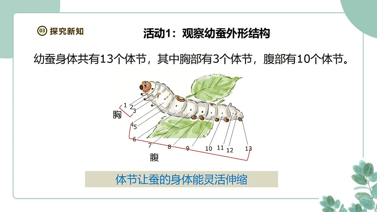 教科版（2024）科学三年级下册2.4《幼蚕在生长》课件第7页