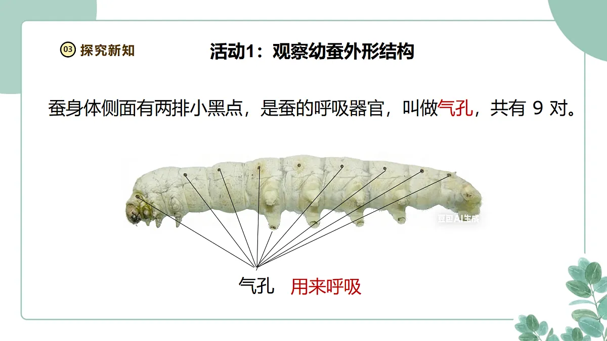 教科版（2024）科学三年级下册2.4《幼蚕在生长》课件第8页