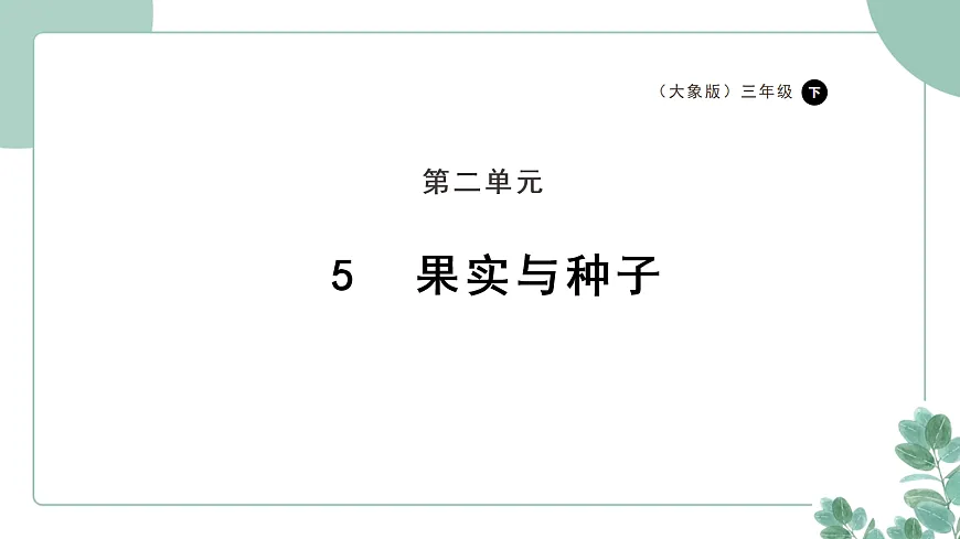 大象版（2024）科学三年级下册2.5《果实与种子》课件第1页