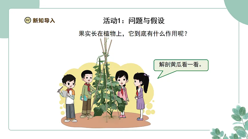 大象版（2024）科学三年级下册2.5《果实与种子》课件第5页