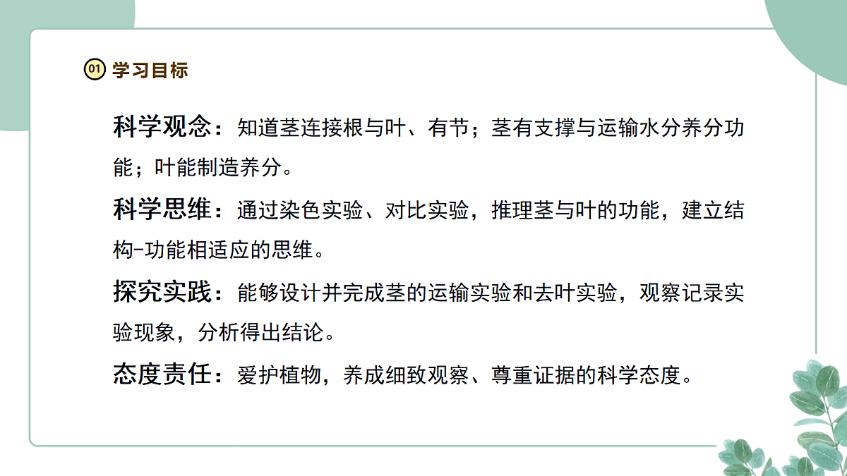 大象版（2024）科学三年级下册2.3《茎与叶的生长》课件第3页