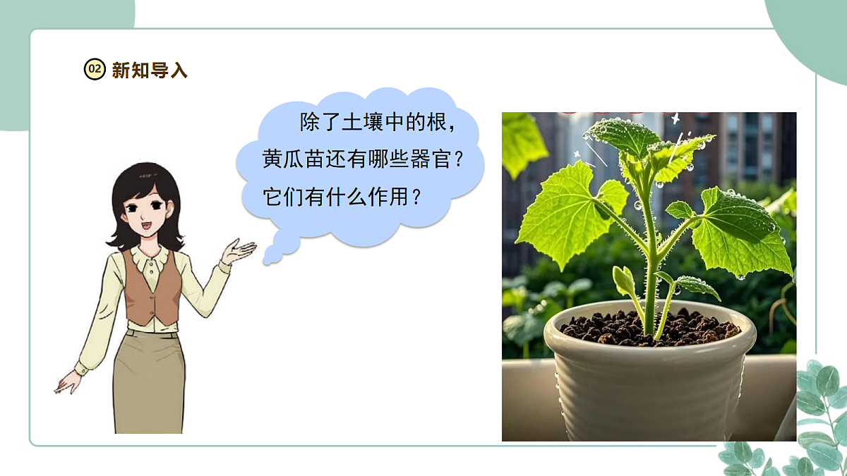 大象版（2024）科学三年级下册2.3《茎与叶的生长》课件第4页