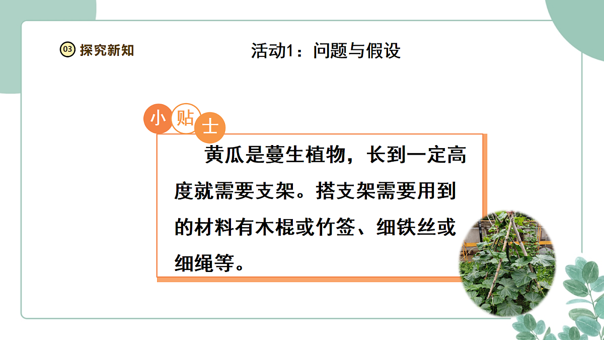 大象版（2024）科学三年级下册2.3《茎与叶的生长》课件第6页