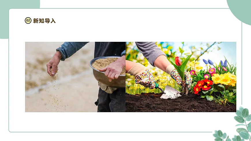 大象版（2024）科学三年级下册2.2《播种与萌发》课件第4页