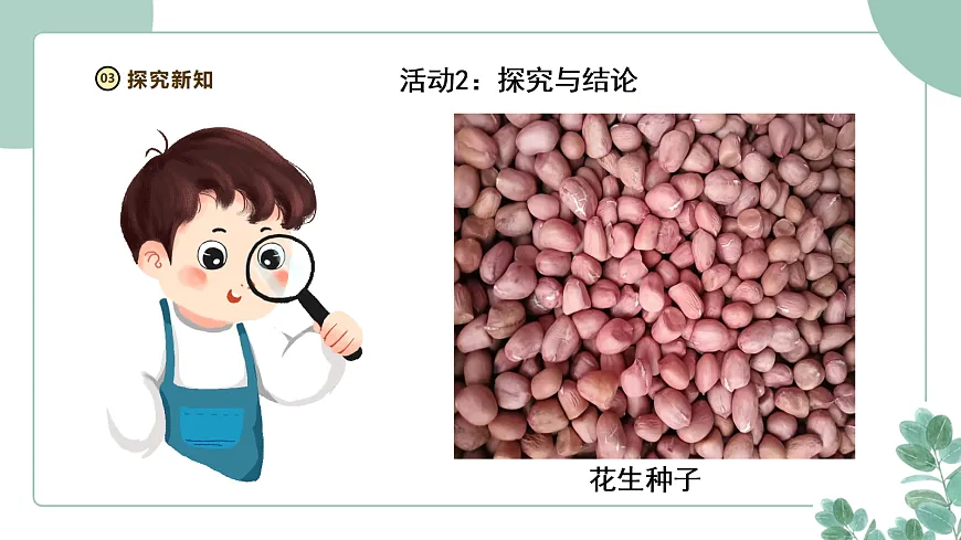 大象版（2024）科学三年级下册2.2《播种与萌发》课件第7页