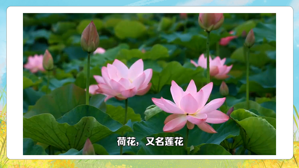 2.2 出水芙蓉 课件第3页