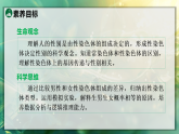 20.3  人的性别决定（课件）2025-2026学年苏教版八年级生物下册