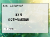 20.5  杂交育种与转基因育种（课件）2025-2026学年苏教版八年级生物下册